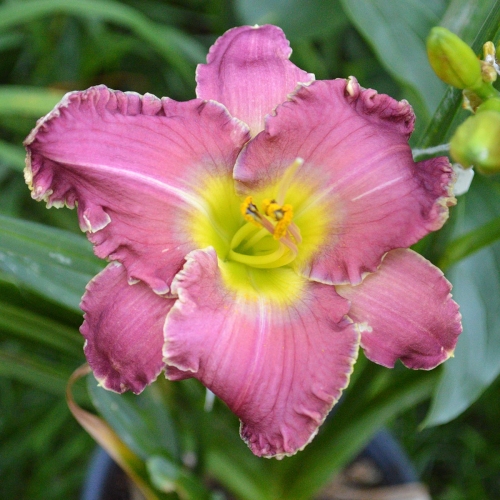 Daylily-Fountain-Of-Life-1200x-DSC 0069