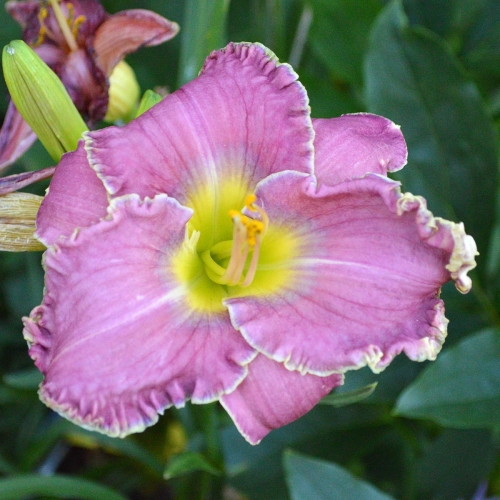 Daylily (Hemerocallis) Fountain Of Life