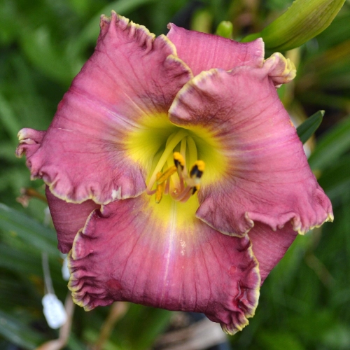 Daylily-Fountain-Of-Life-1200x-DSC 0144