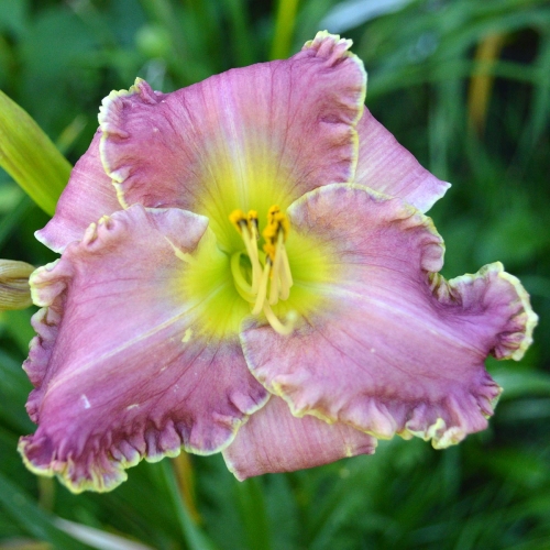 Daylily-Fountain-Of-Life-1200x-DSC 0410