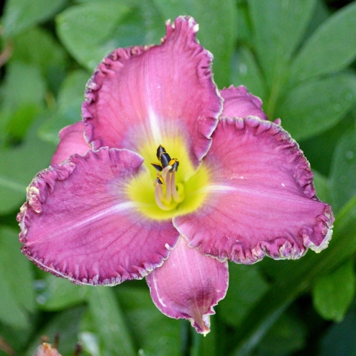 Daylily-Fountain-Of-Life-1200x-DSC 0672