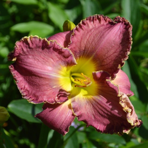 Daylily-Fountain-Of-Life-1200x-DSC 0915