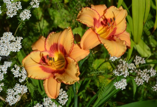 Daylily-Fox-Point-1200h-DSC 0685