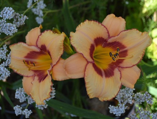 Daylily-Fox-Point-1200h-DSC 0686