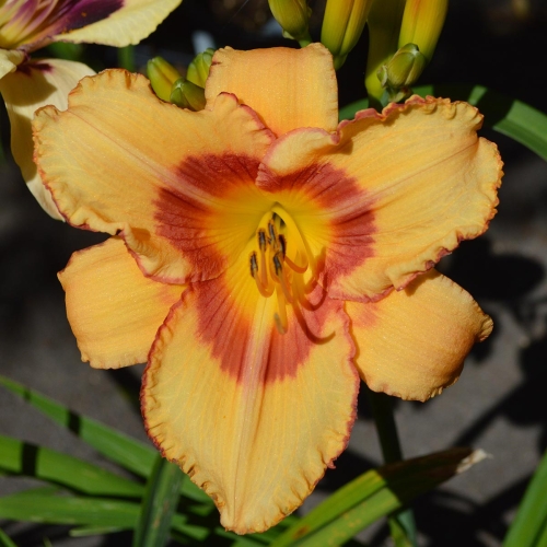 Daylily-Fox-Point-1200x-DSC 0293