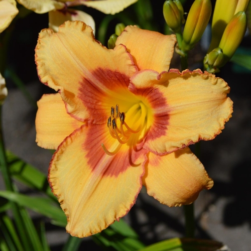 Daylily-Fox-Point-1200x-DSC 0299
