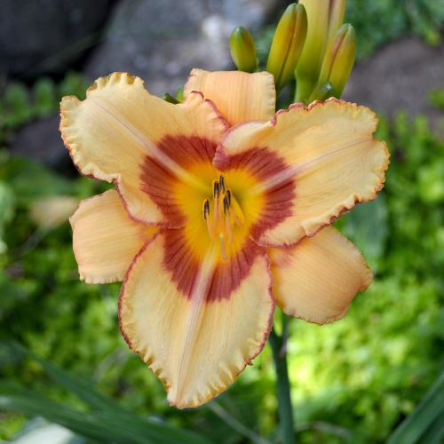 Daylily-Fox-Point-1200x-DSC 0307