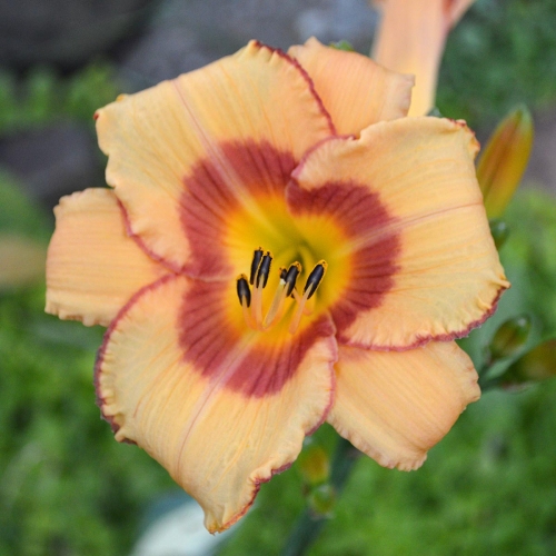 Daylily-Fox-Point-1200x-DSC 0395