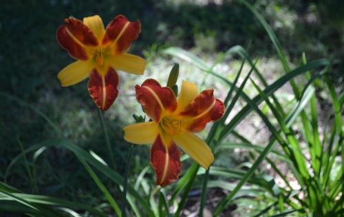 Daylily-Frans-Hals-1200h-DSC 0789