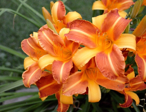 Daylily-Frans-Hals-1200h-DSC 1458