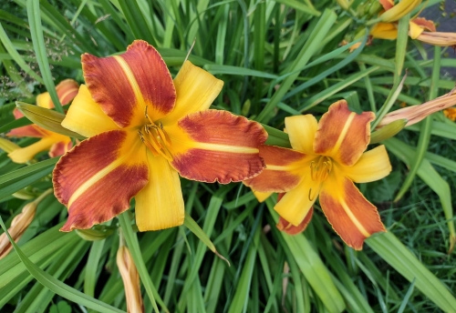 Daylily-Frans-Hals-1200h-IMG 20210727 164504779 HDR
