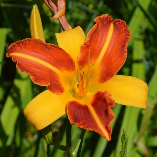 Daylily-Frans-Hals-1200x-DSC 0624