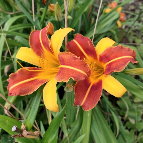 Daylily-Frans-Hals-1200x-IMG 20210719 162704457 HDR
