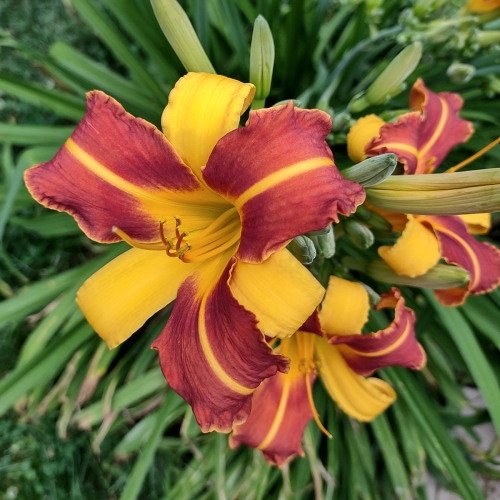 Daylily-Frans-Hals-1200x-IMG 20210720 131849097 HDR