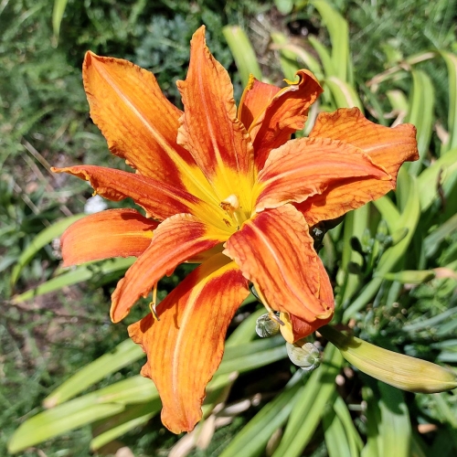Daylily (Hemerocallis) fulva 'Kwanso'