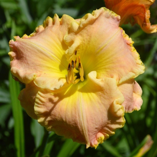 Daylily-Gleeful-Gaze-1200x-DSC 0003