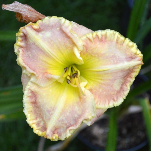 Daylily-Gleeful-Gaze-1200x-DSC 0066