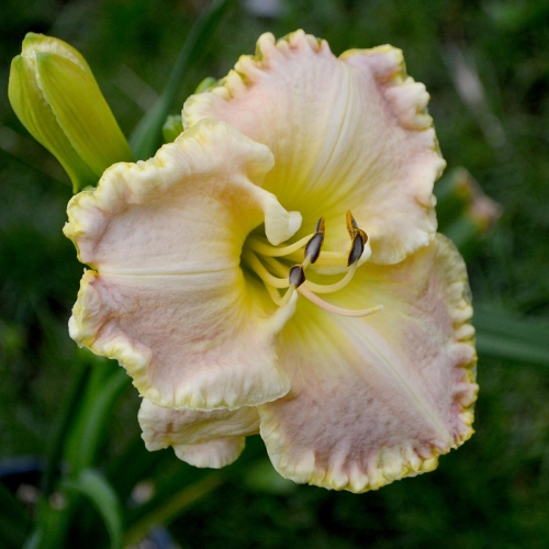 Daylily-Gleeful-Gaze-1200x-DSC 0124