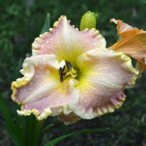 Daylily-Gleeful-Gaze-1200x-DSC 0201