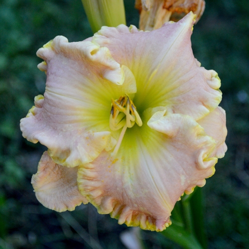 Daylily-Gleeful-Gaze-1200x-DSC 0312