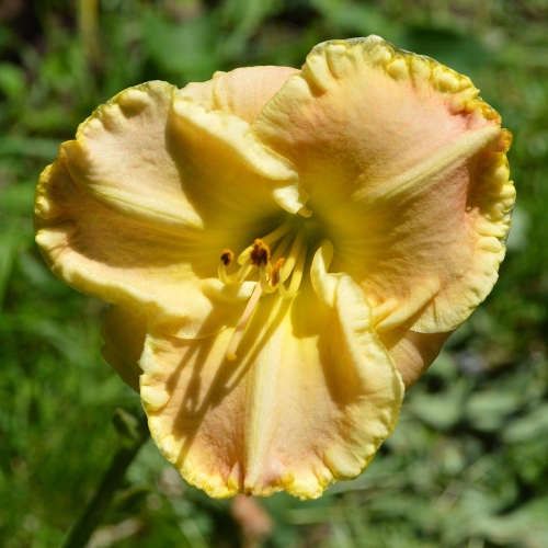 Daylily-Gleeful-Gaze-1200x-DSC 0838