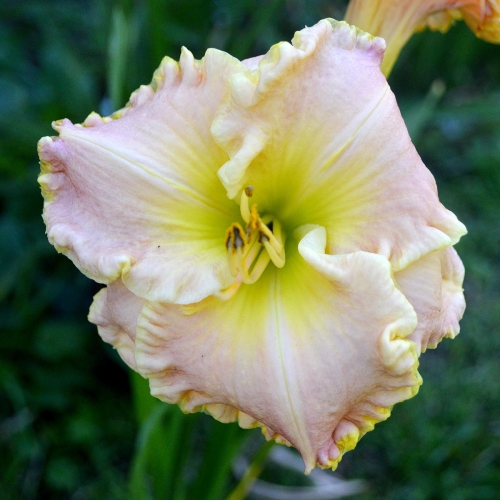 Daylily-Gleeful-Gaze-1200x-DSC 0935