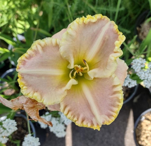 Daylily-Gleeful-Gaze-from-Gardenorg-maybe-a-cell-shot-cb739f