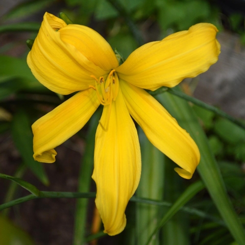 Daylily-Gold-Spider-1200x-DSC 0004