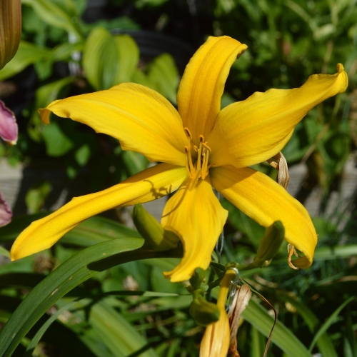 Daylily-Gold-Spider-1200x-DSC 0531
