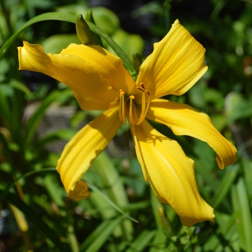 Daylily-Gold-Spider-1200x-DSC 0899