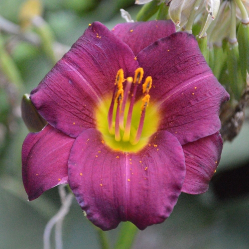 Daylily-Grant-A-Little-Bigger-Wish-1200x-DSC 0180