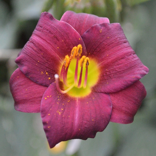 Daylily-Grant-A-Little-Bigger-Wish-1200x-DSC 0330