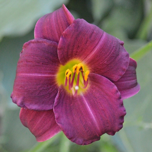 Daylily-Grant-A-Little-Bigger-Wish-1200x-DSC 0360