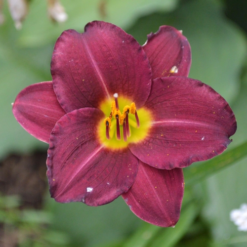 Daylily-Grant-A-Little-Bigger-Wish-1200x-DSC 0922