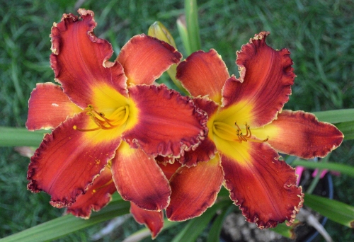 Daylily-Happy-Holidays-To-You-1200h-DSC 0108