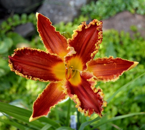 Daylily-Happy-Holidays-To-You-1200h-DSC 0322