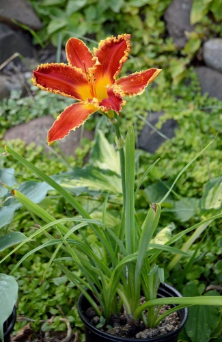 Daylily-Happy-Holidays-To-You-1200w-DSC 0347