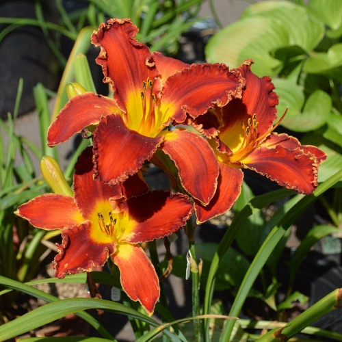 Daylily-Happy-Holidays-To-You-1200x-DSC 0089