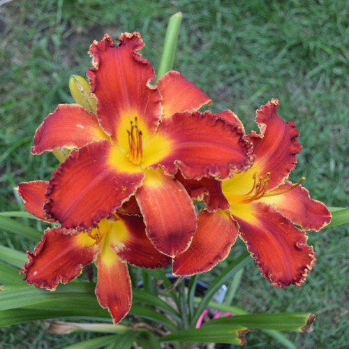 Daylily-Happy-Holidays-To-You-1200x-DSC 0104