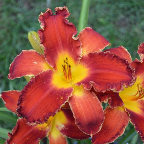 Daylily-Happy-Holidays-To-You-1200x-DSC 0106