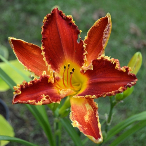 Daylily-Happy-Holidays-To-You-1200x-DSC 0208