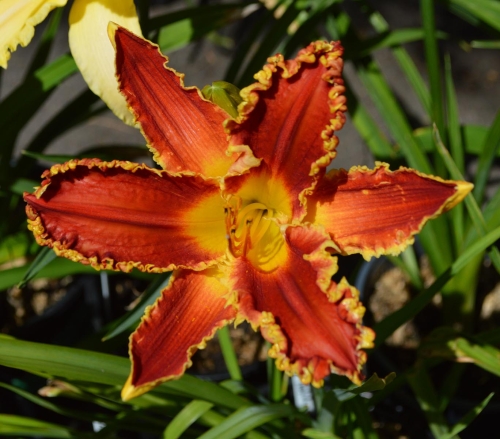 Daylily-Happy-Holidays-To-You-1200x-DSC 0290