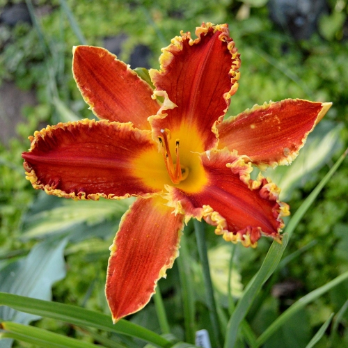 Daylily-Happy-Holidays-To-You-1200x-DSC 0350