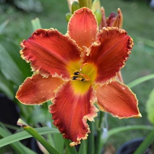 Daylily-Happy-Holidays-To-You-1200x-DSC 0413