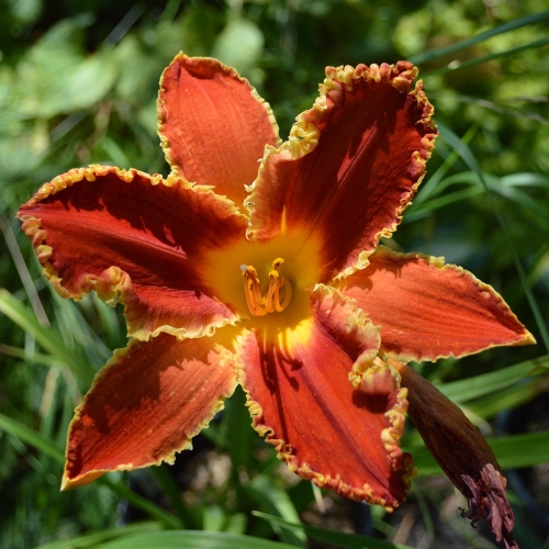 Daylily-Happy-Holidays-To-You-1200x-DSC 0533