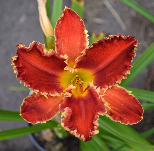 Daylily-Happy-Holidays-To-You-1200x-DSC 0615