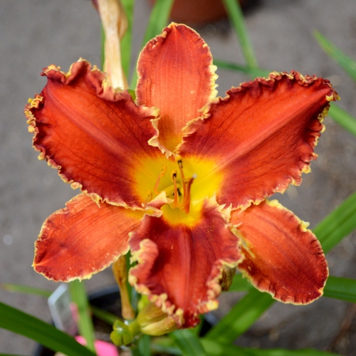 Daylily (Hemerocallis) Happy Holidays To You