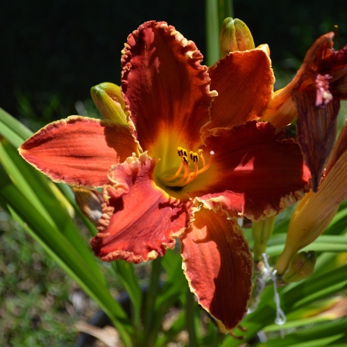Daylily-Happy-Holidays-To-You-1200x-DSC 0766