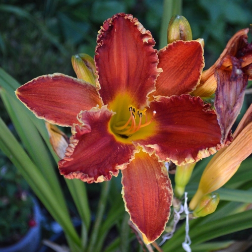 Daylily-Happy-Holidays-To-You-1200x-DSC 0767