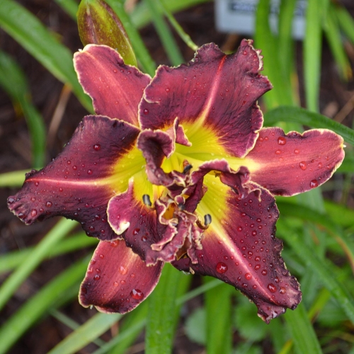 Daylily-Heavenly-Double-Shark-Bite-1200x-DSC 0071